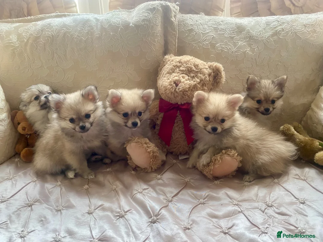 Pomchi dogs for sale: Adorable Pomchis ready to go now to family homes.  in Darlington - Advert 1