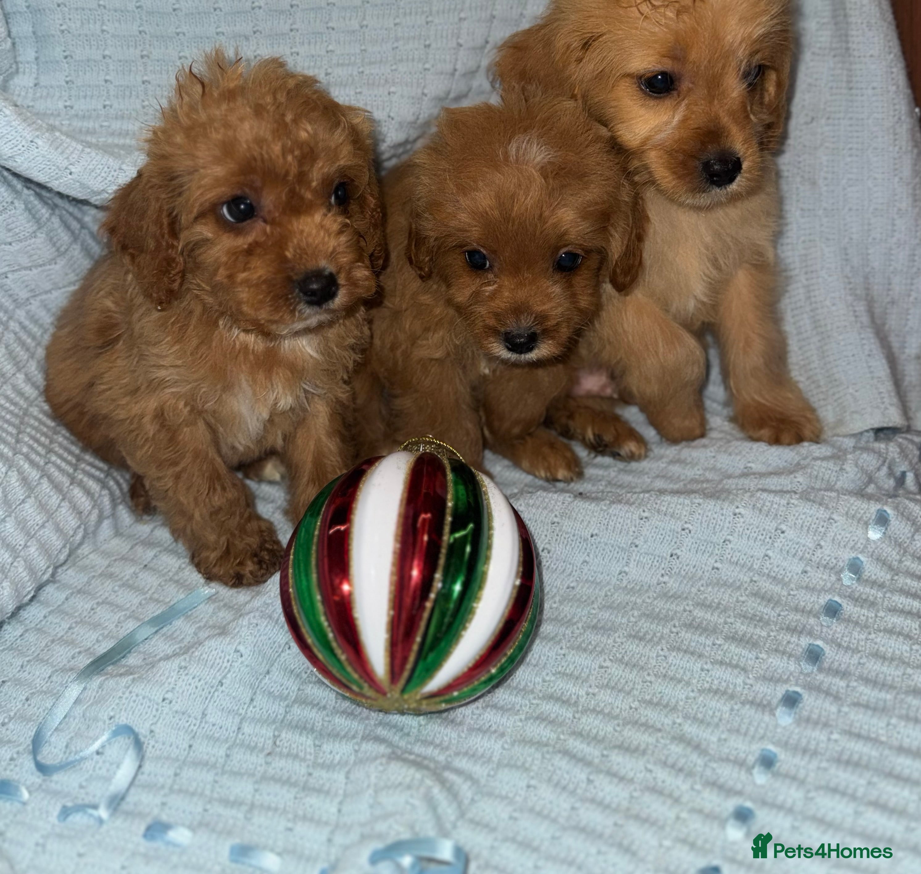 Cavapoo dogs Gorgous F1 Cavapoo puppies💙 - Advert 1