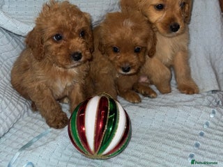 Cavapoo dogs Gorgous F1 Cavapoo puppies💙 - Advert 3