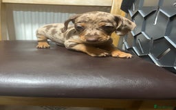 Dachshund dogs for sale: Our 7 Adorable Dachshund Puppies Ready for Homes - Image 15