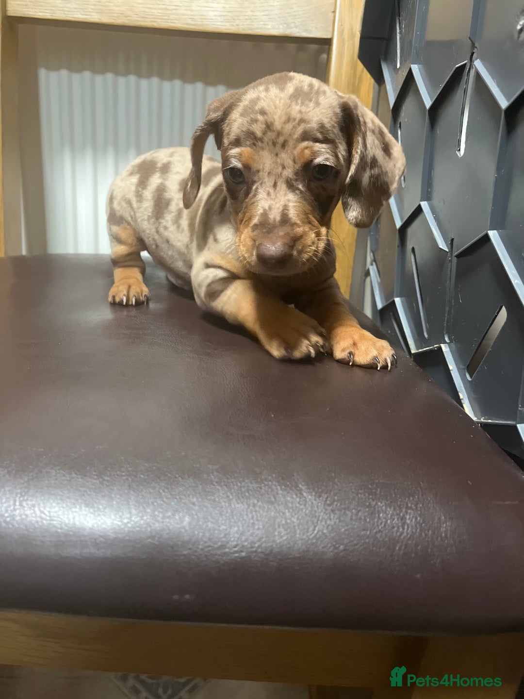 Dachshund dogs for sale: Our 7 Adorable Dachshund Puppies Ready for Homes - Image 15