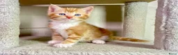 Mixed Breed cats for sale: 2 Gorgeous Ginger Male Kittens - Advert 6