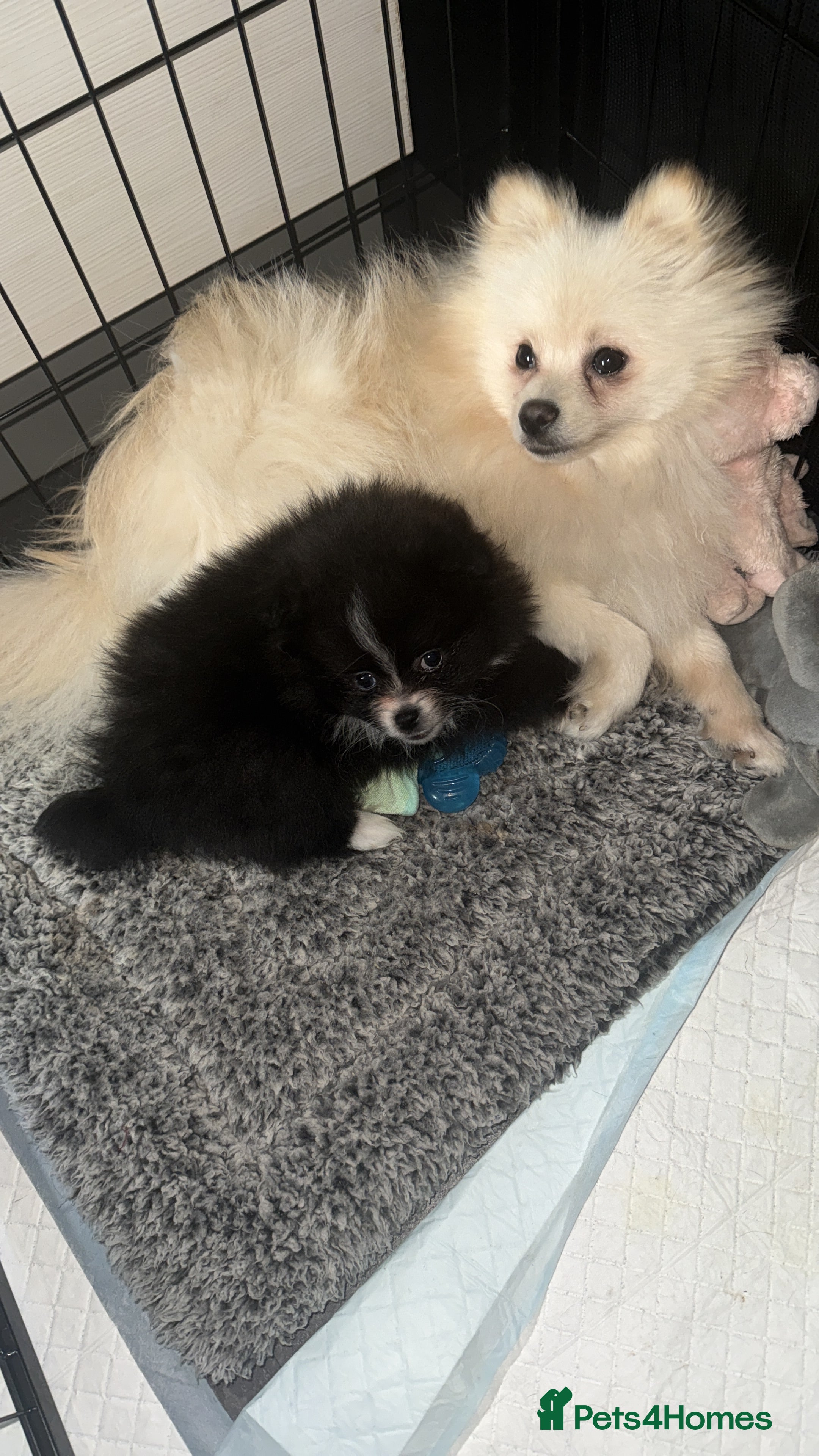 Pomeranian dogs X2 Pomeranian boys  - Advert 18