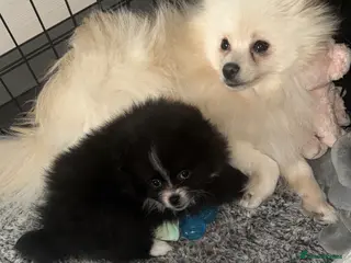 Pomeranian dogs X2 Pomeranian boys - Advert 18