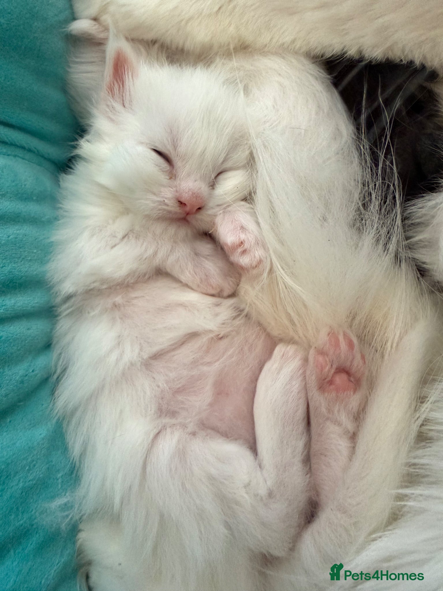 Maine Coon cats Beautiful XL Maine coons  - Advert 2