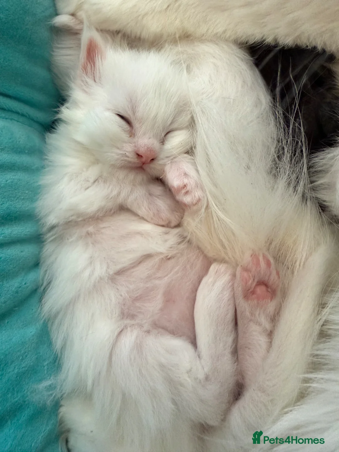 Maine Coon cats for sale: Beautiful XL Maine coons  - Advert 2