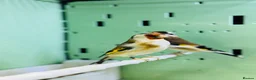 Finches birds for sale: Siberian goldfinches  - Advert 11