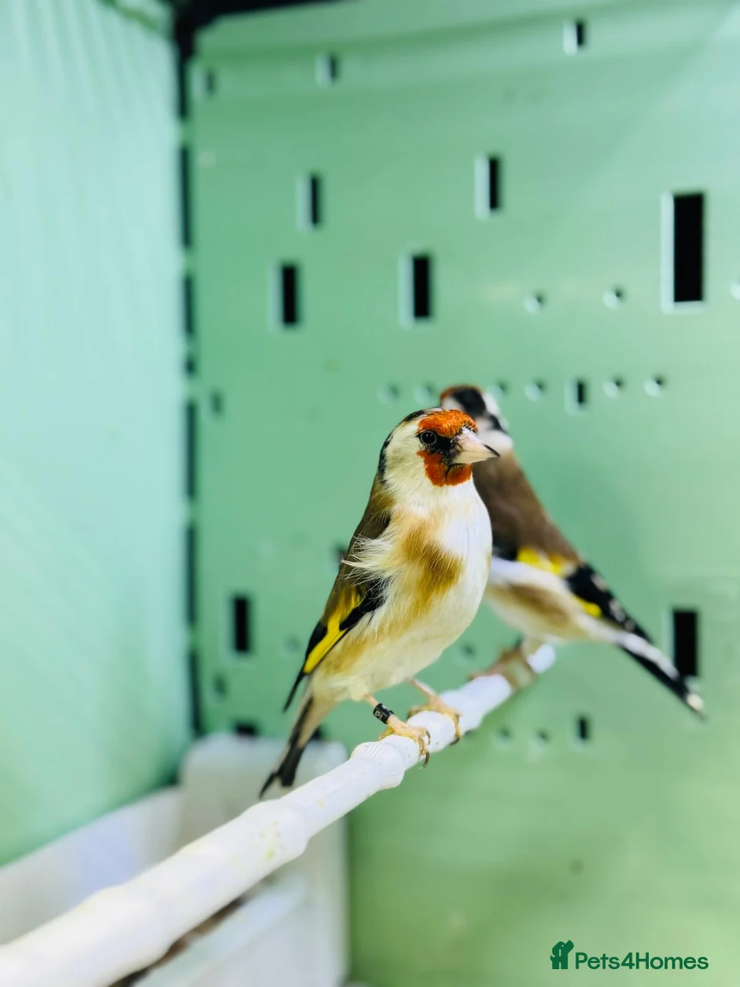 Finches birds for sale: Siberian goldfinches  - Advert 11