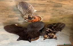 Mixed Breed cats for sale: 2 gorgeous kittens - Image 2