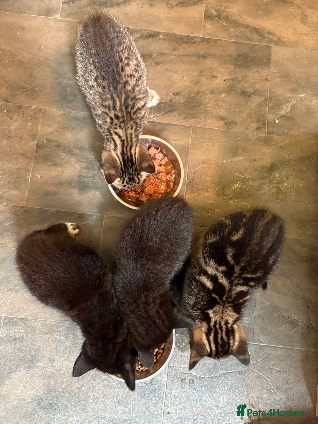 Mixed Breed cats for sale: 2 gorgeous kittens - Image 2