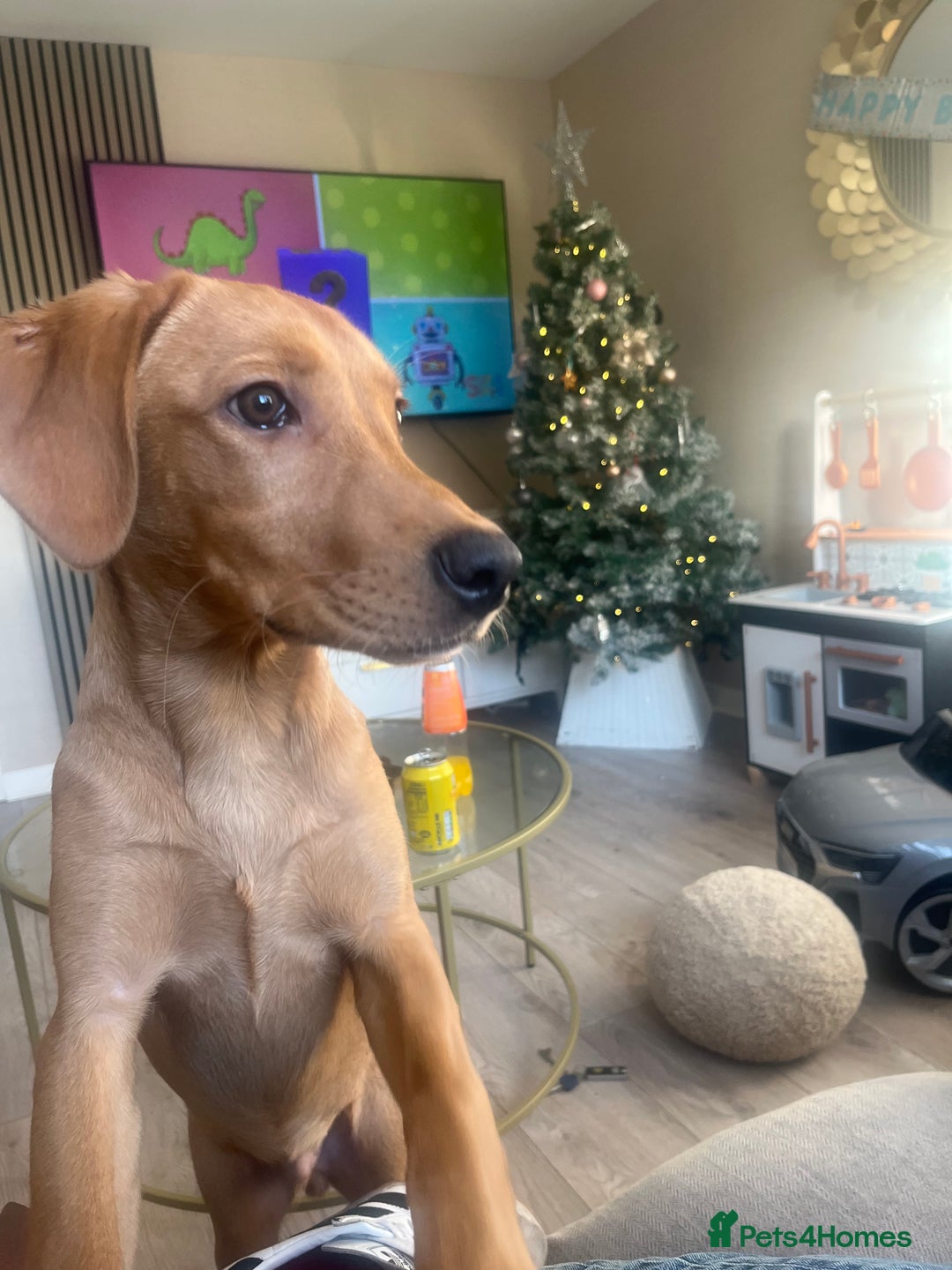 Labrador Retriever dogs for sale: Hunter , fox red Labrador  - Advert 3