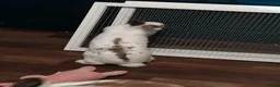 Mixed Breed rabbits for sale: Two bunnies and setup  - Advert 6