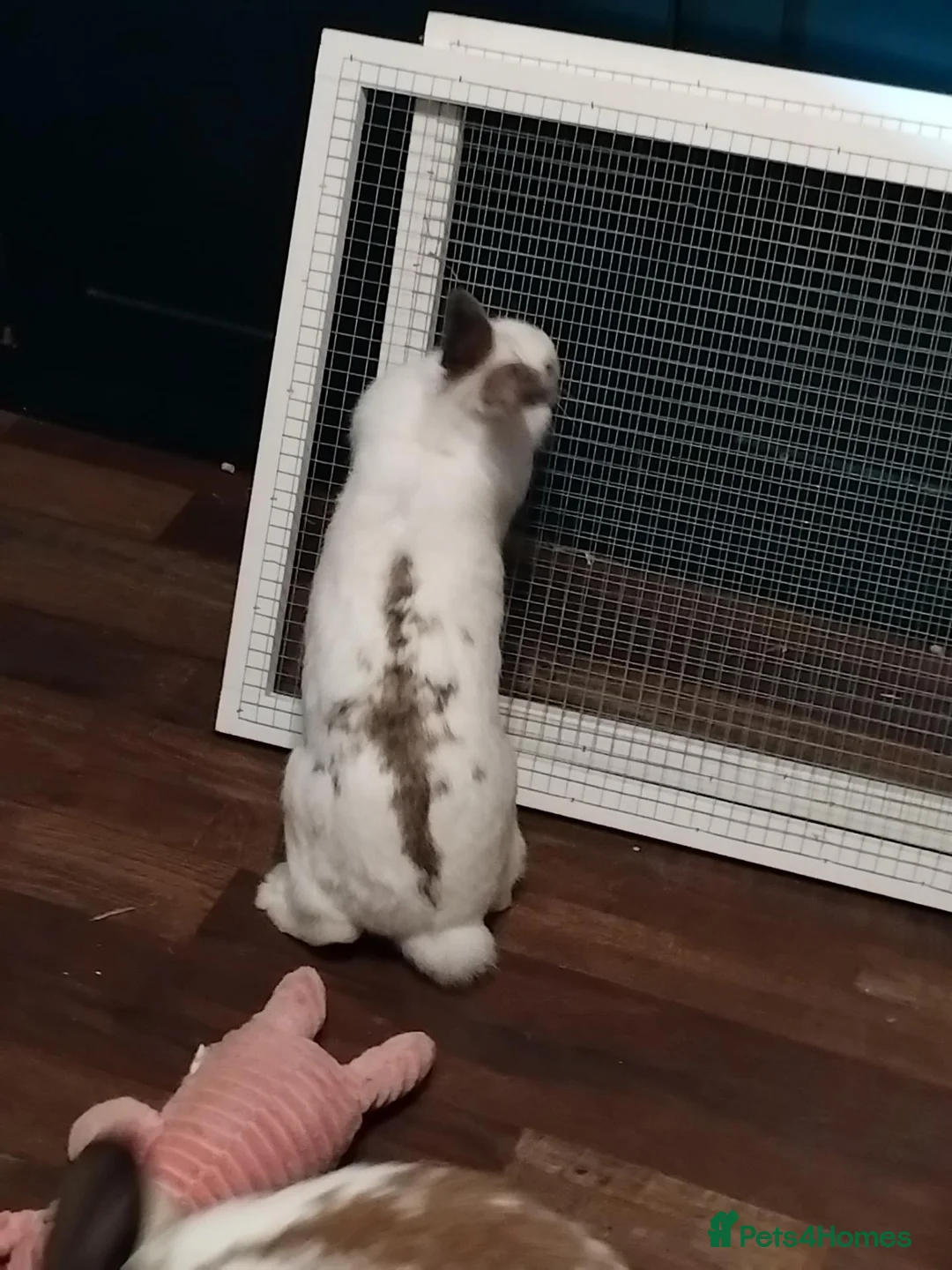 Mixed Breed rabbits for sale: Two bunnies and setup  - Advert 6