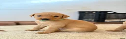 Labrador Retriever dogs for sale: Labrador Retriever puppies - Advert 25
