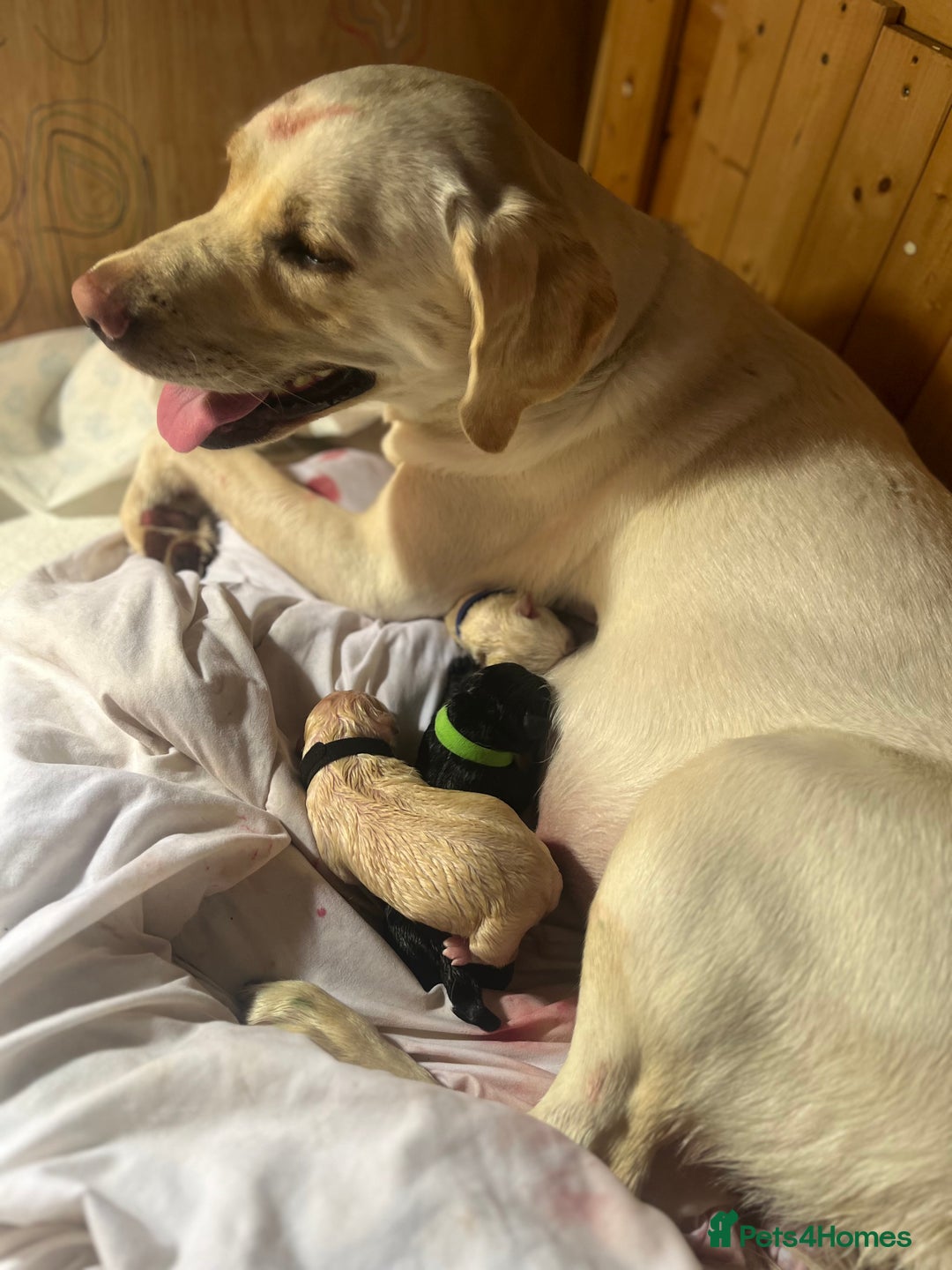 Labrador Retriever dogs for sale: Labrador puppies  - Image 10