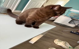 British Shorthair cats for sale: GCCF chocolate female BSH and 1 DSH female - Image 3