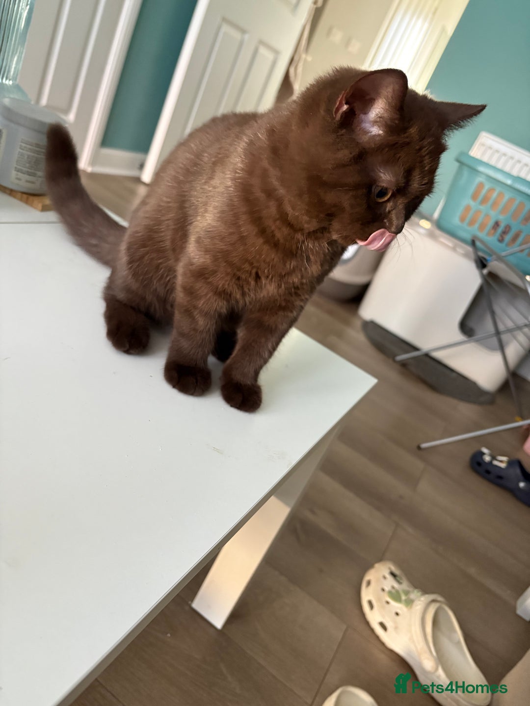 British Shorthair cats for sale: GCCF chocolate female BSH and 1 DSH female - Image 3