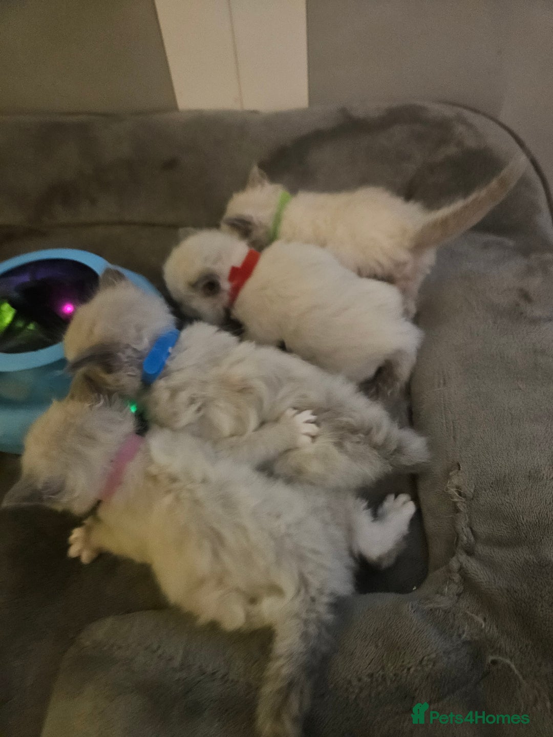 Ragdoll cats for sale: Baby girl and boy ragdoll kittens - Advert 1