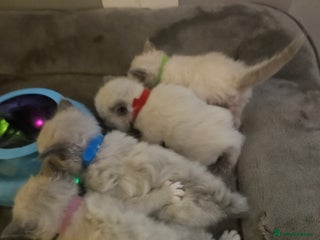 Ragdoll cats Baby girl and boy ragdoll kittens - Advert 1