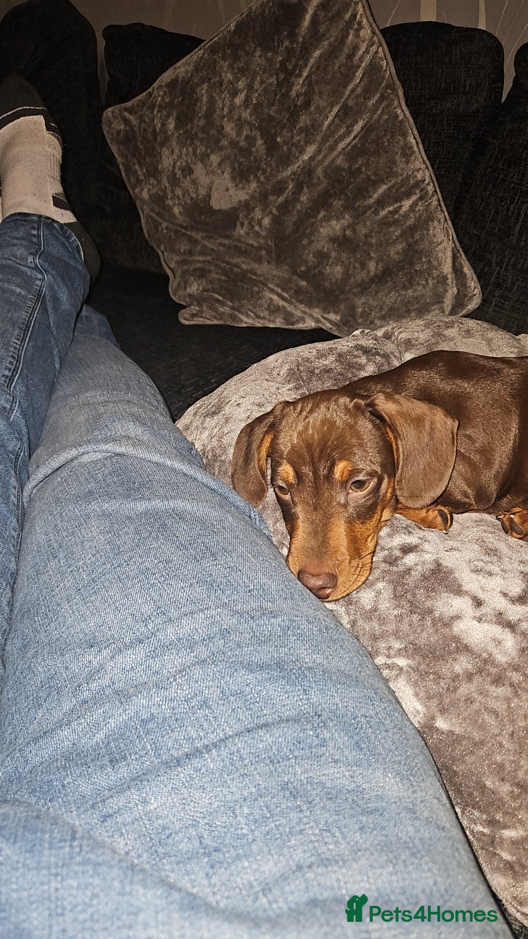 Miniature Dachshund dogs for stud: STUD available  - Image 33
