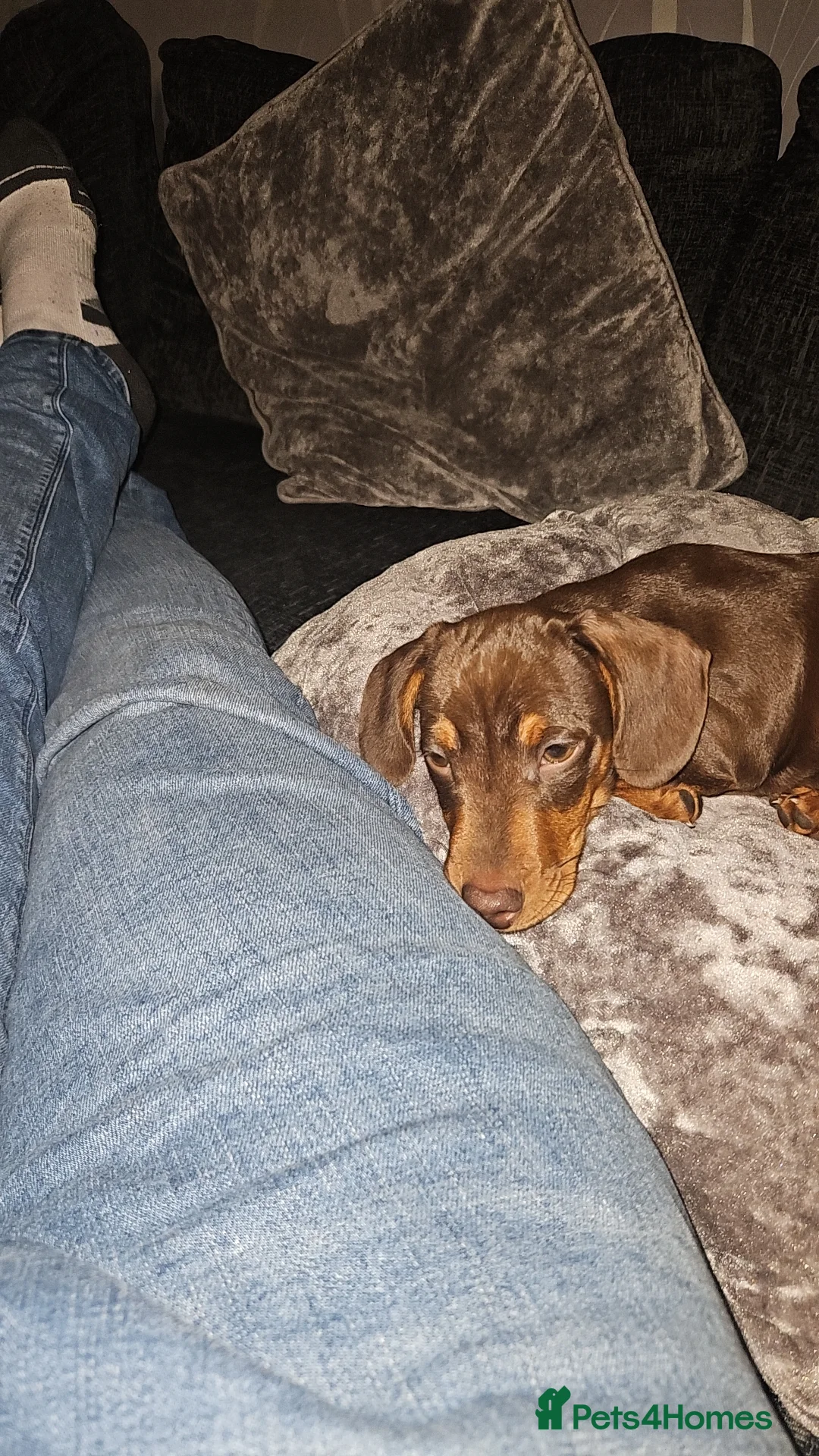Miniature Dachshund dogs for stud: STUD available  - Advert 25