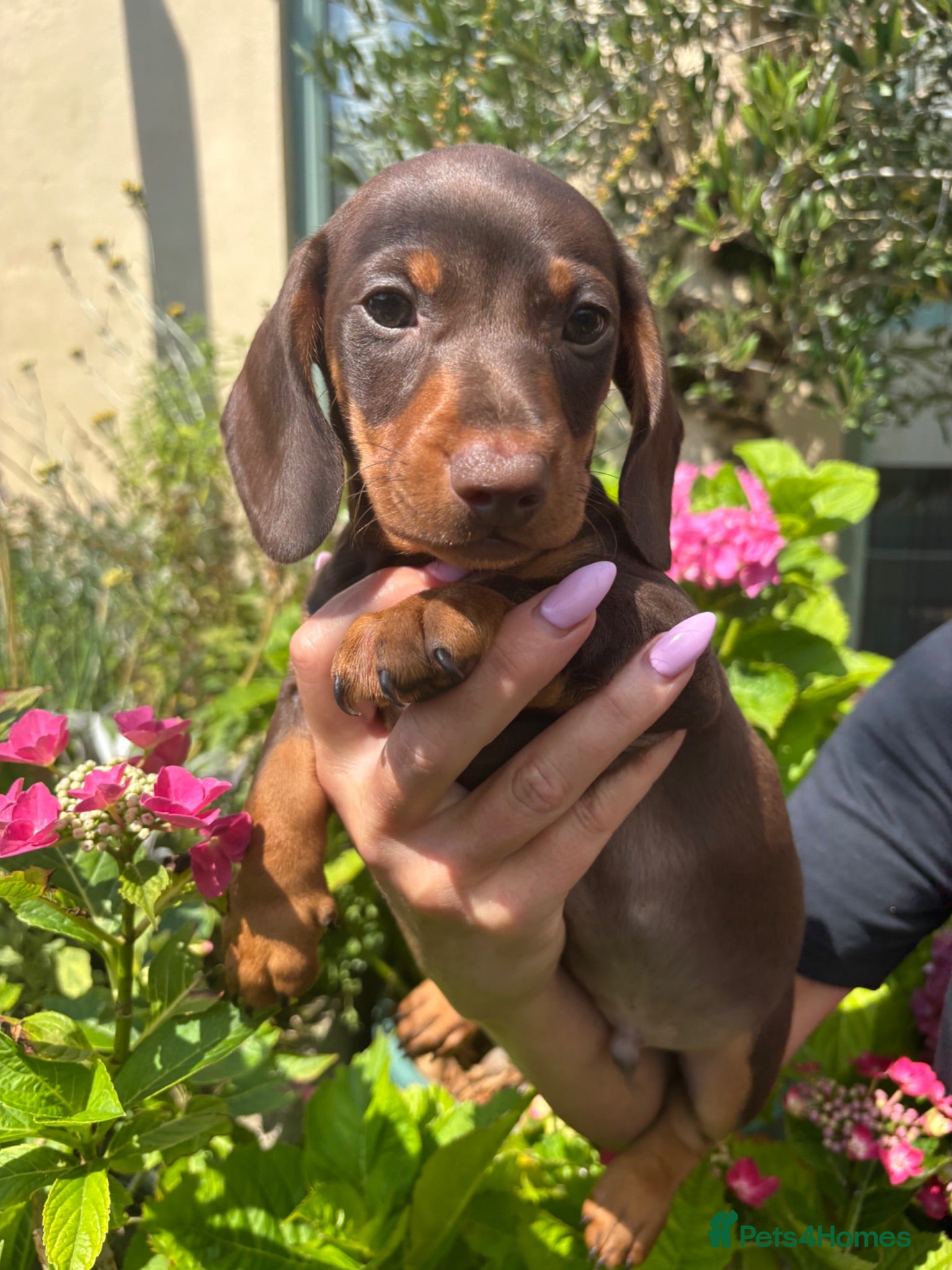 Miniature Dachshund dogs Stunning KC Miniature Dachshund Last 3 - Advert 2