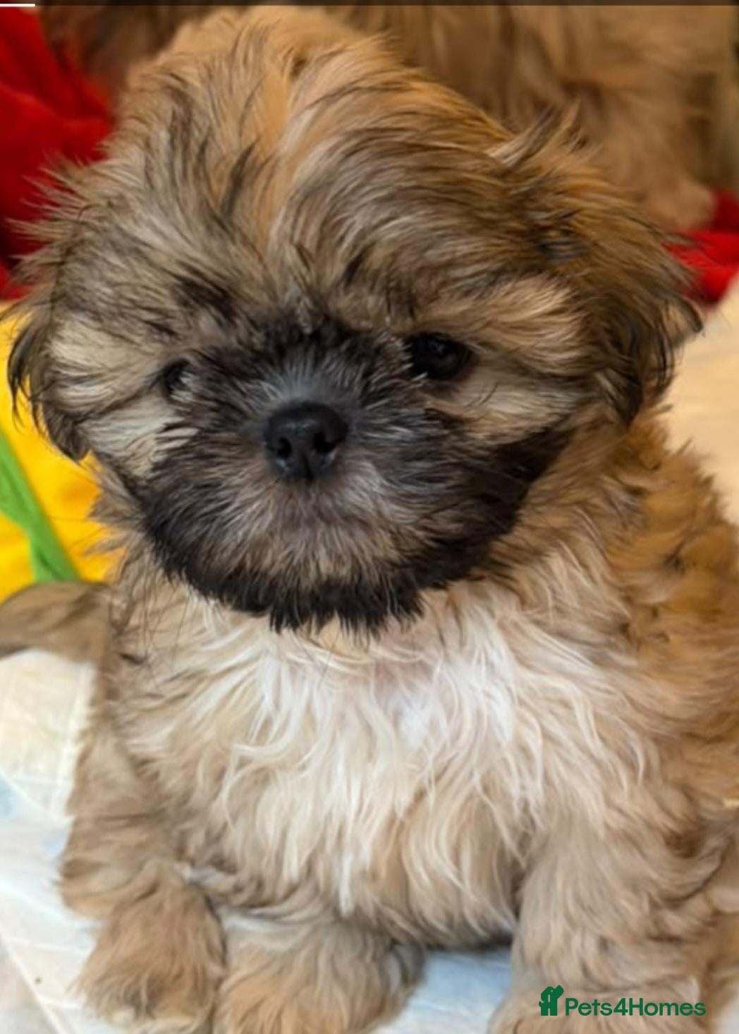 Shih Tzu dogs Kc reg Stunning tiny baby 2 boys - Advert 1