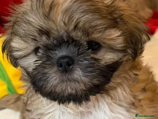 Shih Tzu dogs Kc reg Stunning tiny baby 2 boys - Advert 1