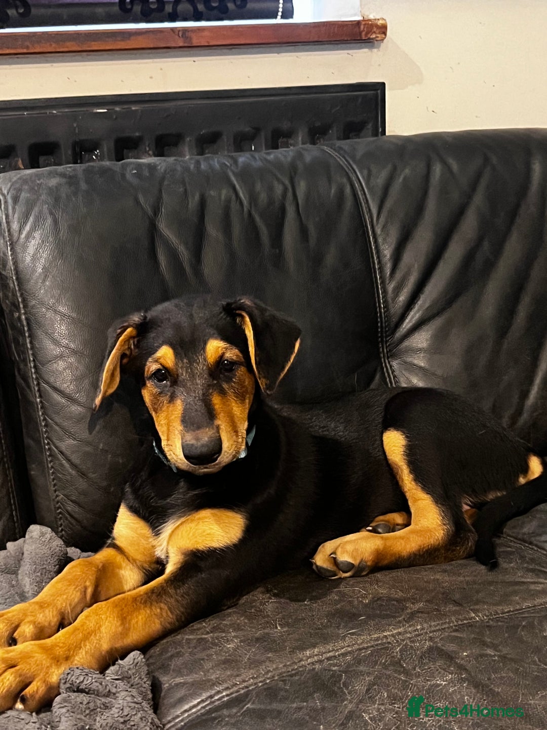 Dobermann dogs for sale: Doberman x Belgian Shepherd  - Image 7