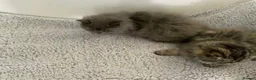 Persian cats for sale: 2 STUNNING FEMALE PERSIANS - Advert 6