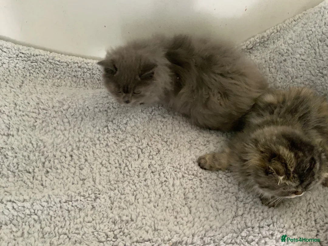 Persian cats for sale: 2 STUNNING FEMALE PERSIANS - Advert 6