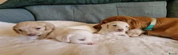 Miniature Dachshund dogs for sale: 🤍KC Reg Longhair miniature cream daschunds🤍 - Advert 8