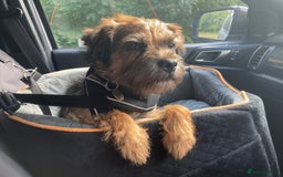 Mixed Breed dogs for sale: Border x Norfolk puppies  - Image 16