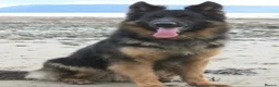 German Shepherd dogs for sale: KC German Shepherd puppies- Long established line - Advert 9
