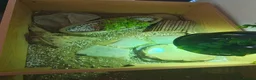 Tortoise reptiles for sale: Horsfield Tortoise age 6 - Advert 16