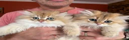 British Longhair cats for sale: Show Quality Golden BLH chinchillas - Advert 11