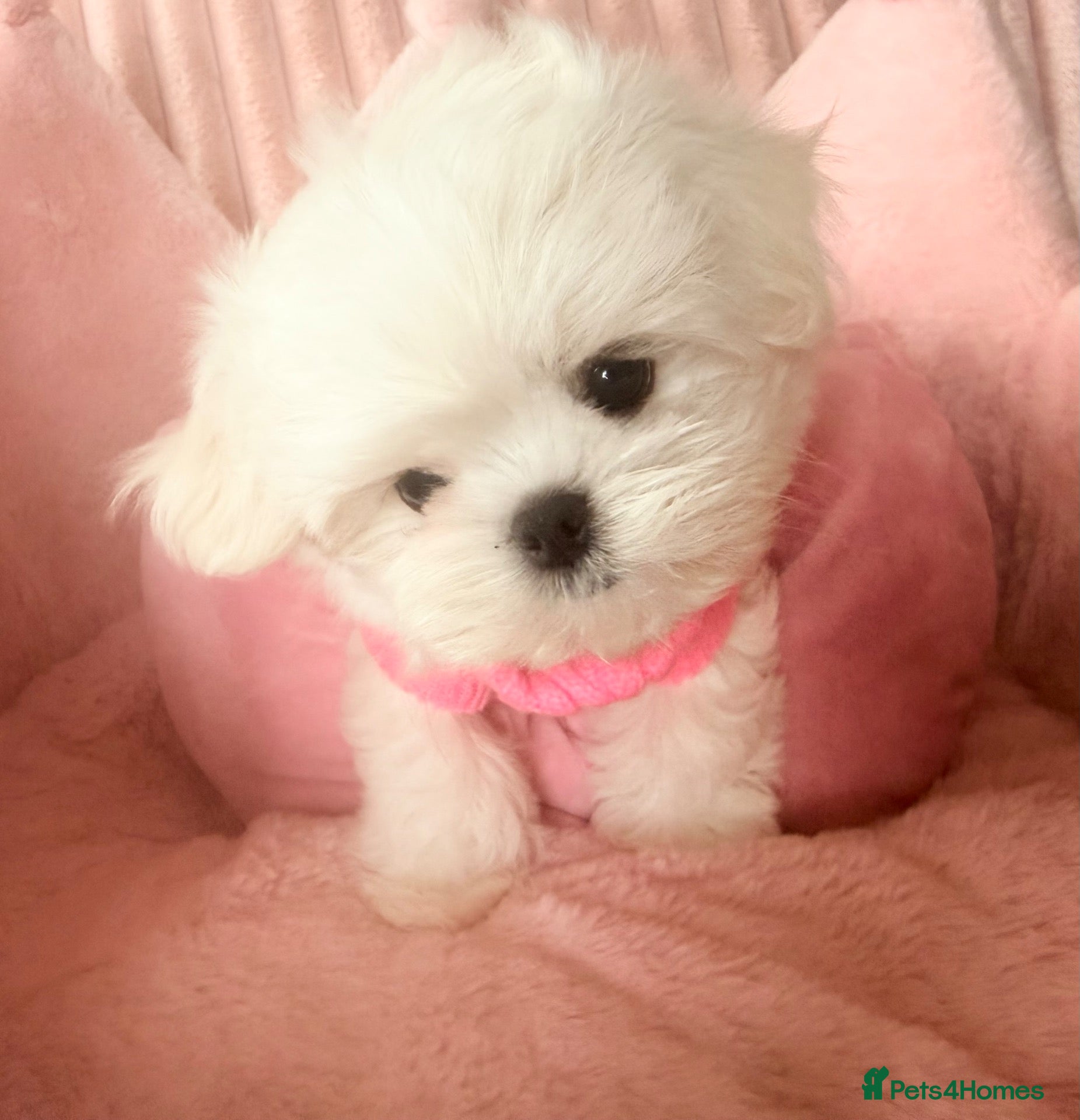 Maltese dogs Bambelina~ One Girl~Ready Now ~ Korean Maltese - Advert 1