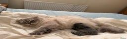 Scottish Fold cats for sale: Scottish fold&straight kittens ready for reservati - Advert 11