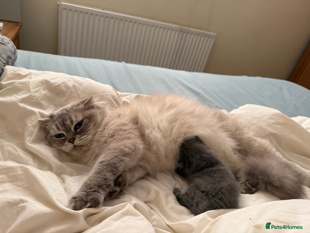 Scottish Fold cats for sale: Scottish fold&straight kittens ready for reservati - Advert 11