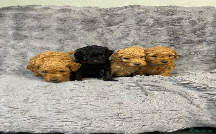 Cavapoo dogs F1B Cavapoo - Advert 2