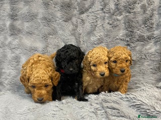 Cavapoo dogs F1B Cavapoo - Advert 1