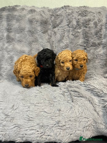 Cavapoo dogs F1B Cavapoo - Advert 1