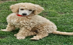 Miniature Poodle dogs for sale: Minatare Poodle Ready Now - Image 16
