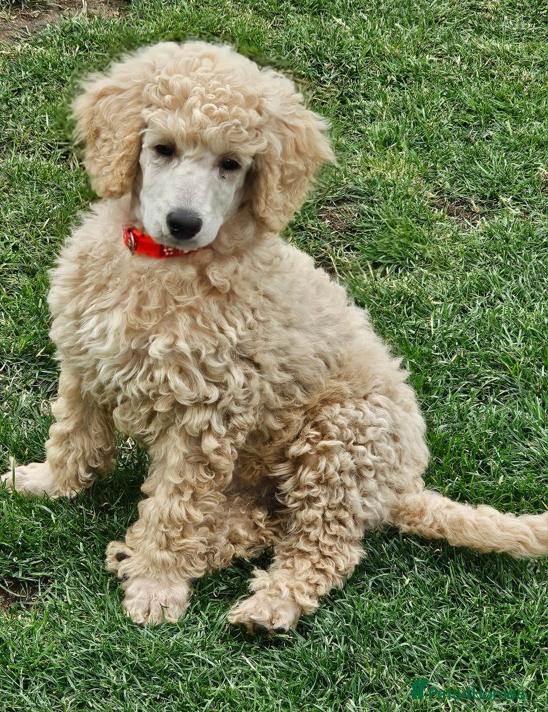 Miniature Poodle dogs for sale: Minatare Poodle Ready Now - Image 16