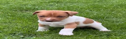 Jack Russell dogs for sale: 🐾 Traditional short legged Jack Russel puppy’s 🐾 - Advert 14