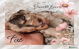 Cockapoo dogs for sale: 5*Licenced. DNA tested English cockerpoos. - Image 17