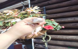 Rat rodents for sale: Beautiful baby rats dumbos smooth and rex  - Image 3