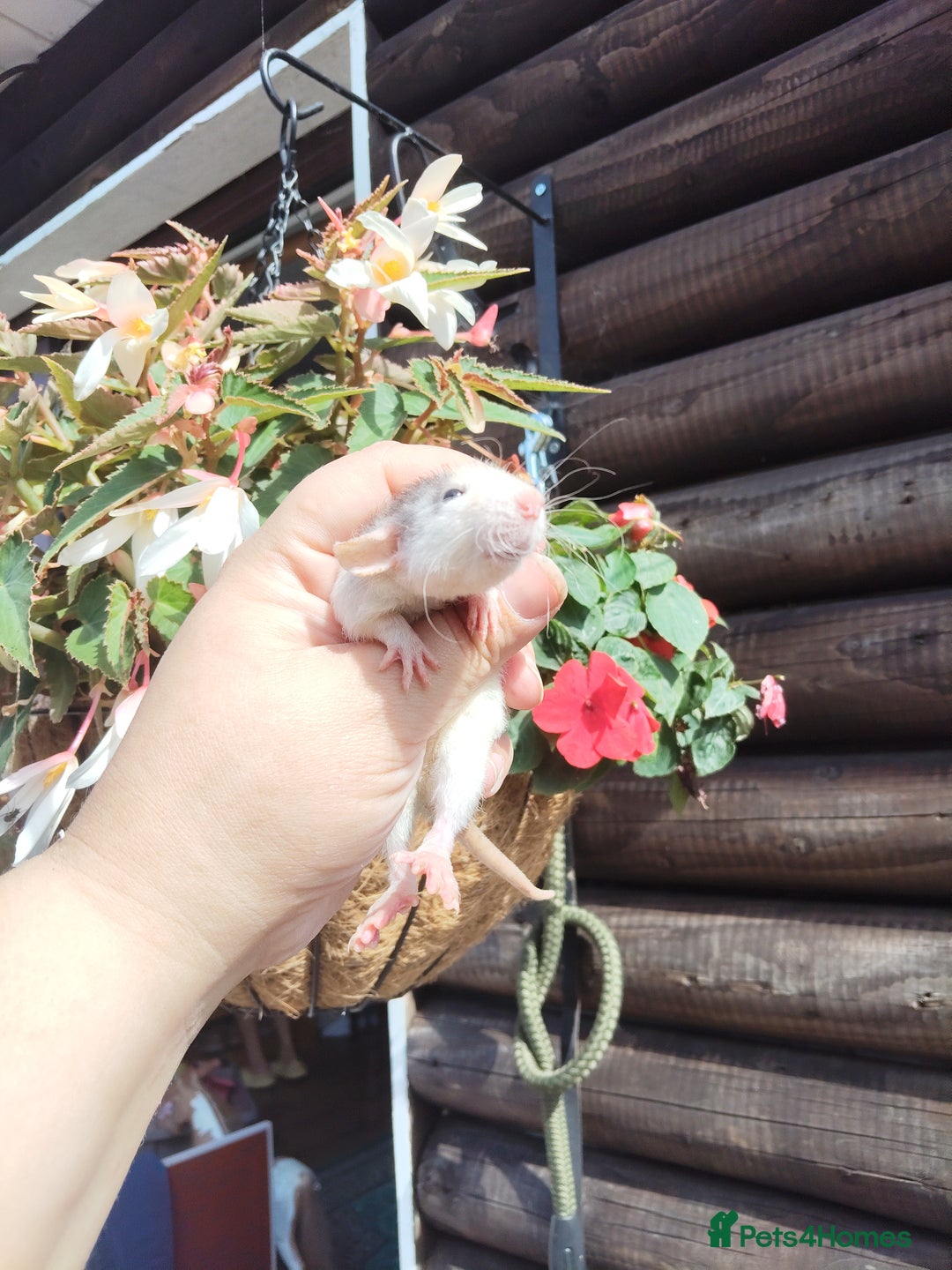 Rat rodents for sale: Beautiful baby rats dumbos smooth and rex  - Image 3