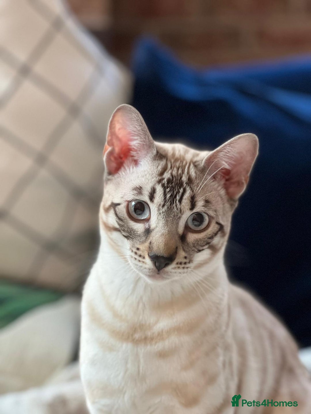 Bengal cats for sale: Bengal bother & sister - Image 3