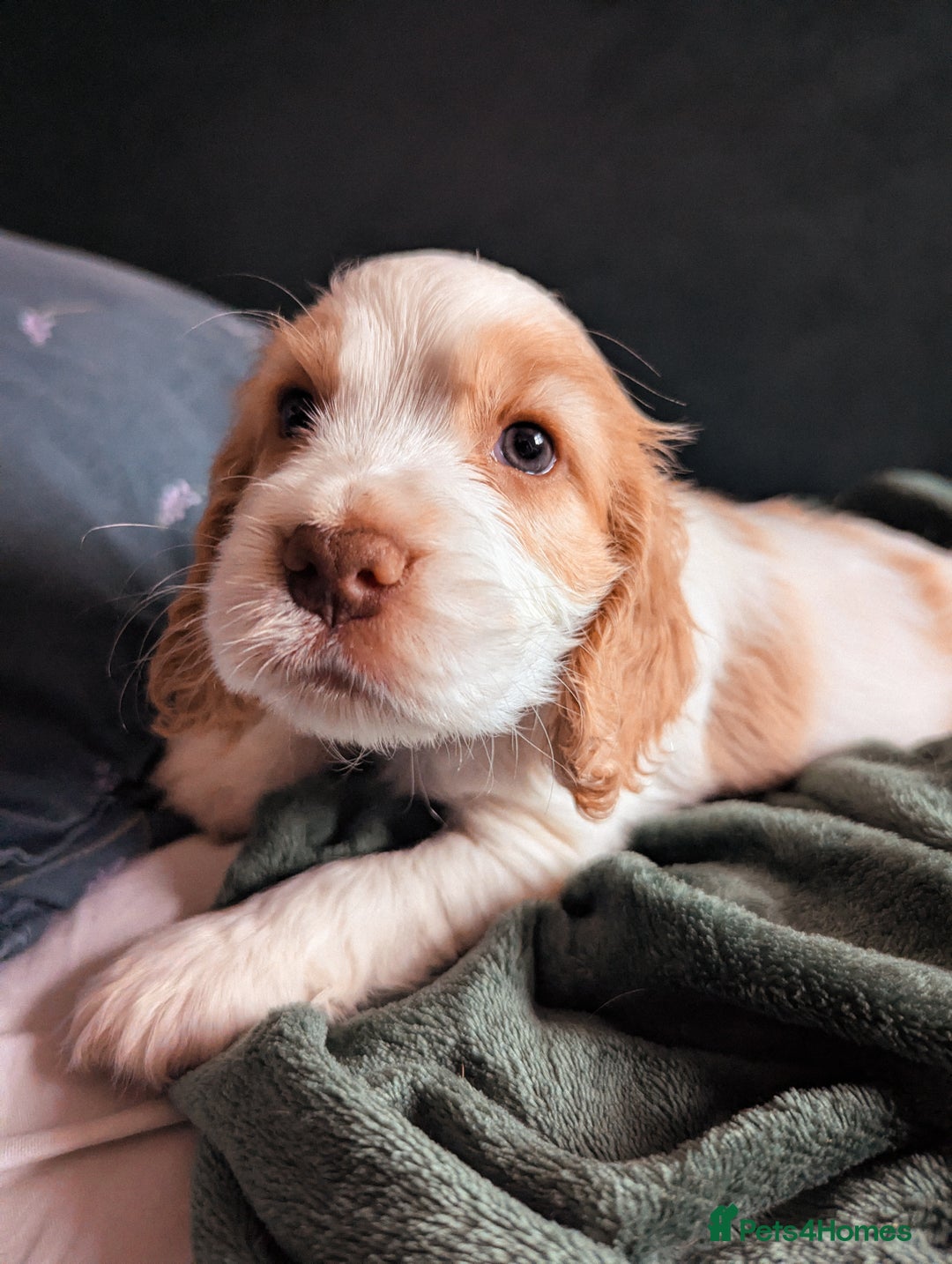 Cocker Spaniel dogs for sale: ✨ Showline Cocker Spaniel puppies for sale ✨ - Image 5